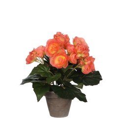 Mica Begonia zalm in pot Stan grijs H25cm