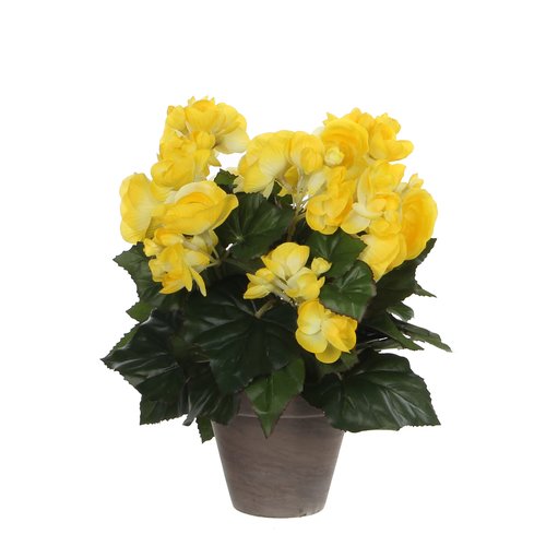 Mica Begonia geel in pot Stan grijs H30cm
