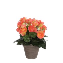 Mica Begonia zalm in pot Stan grijs H30cm