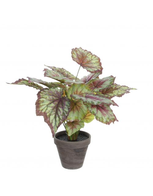 Begonia rood in pot Stan grijs d13,5cm - h40xd38cm