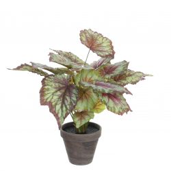 Begonia rood in pot Stan grijs d13,5cm - h40xd38cm