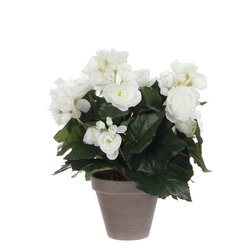 Mica Begonia wit in pot Stan grijs H30cm