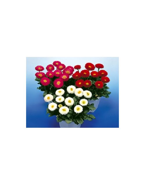 Bellis perennis