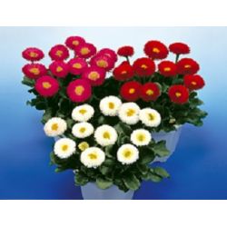 Bellis perennis