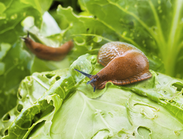 Bestrijdingsmiddelen