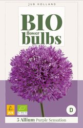 Bio allium purple sensation 5st - afbeelding 2