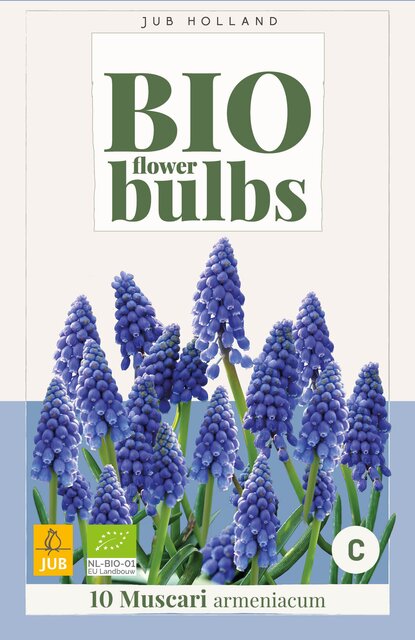 Bio muscari armeniacum 10st - afbeelding 1