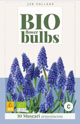 Bio muscari armeniacum 10st - afbeelding 1