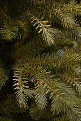 Black Box Trees Ardley kerstboom slim groen TIPS 2175 - h185xd107cm - afbeelding 3