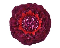 Bloem plc d10h3cm ossenbloed