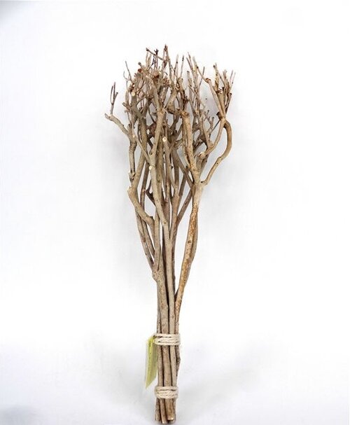 Bundel tea branch l65cm natural - afbeelding 1