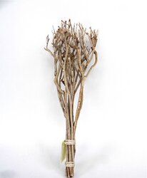 Bundel tea branch l65cm natural - afbeelding 1