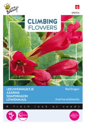Buzzy® Climbing Flowers, Asarina, Leeuwenmuiltje Red Dragon - afbeelding 1