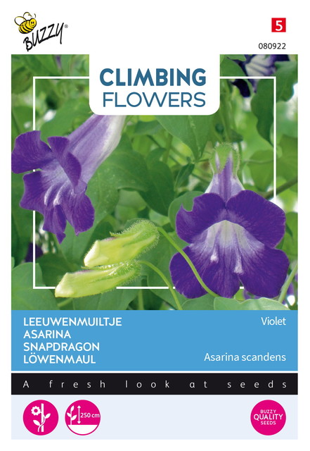 Buzzy® Climbing Flowers, Asarina Violet - afbeelding 1