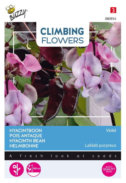 Buzzy® Climbing Flowers, Dolichos lablab, Hyacinthboon - afbeelding 1