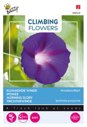 Buzzy® Climbing Flowers, Ipomoea Knowlians Black - afbeelding 1