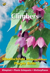 Buzzy® Climbing Flowers, Rhodochiton, Purple Bells - afbeelding 1