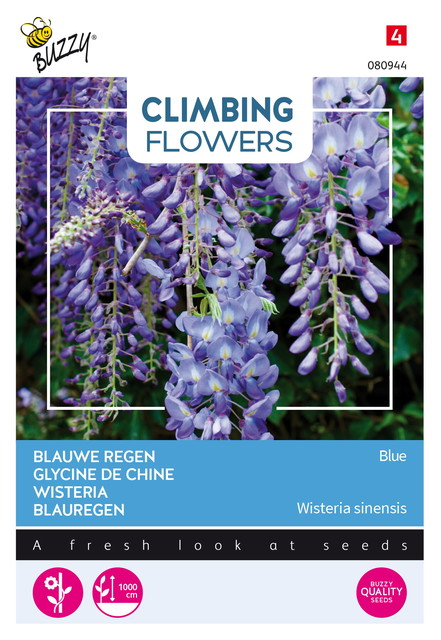 Buzzy® Climbing Flowers, Wisteria, Blauwe regen - afbeelding 1