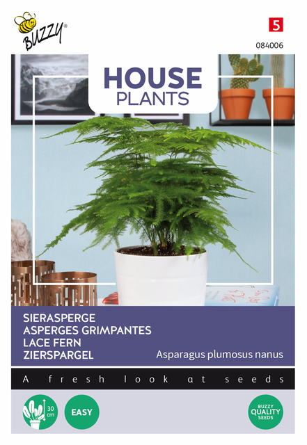 Buzzy® House Plants Asparagus, Sierasperge - afbeelding 1