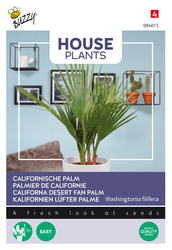 Buzzy® House Plants Californische palm - afbeelding 1