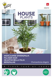 Buzzy® House Plants Chamaedorea, Dwergpalm - afbeelding 1
