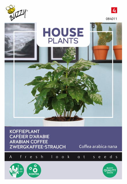 Buzzy® House Plants Coffea Arabica, Koffieplant - afbeelding 1