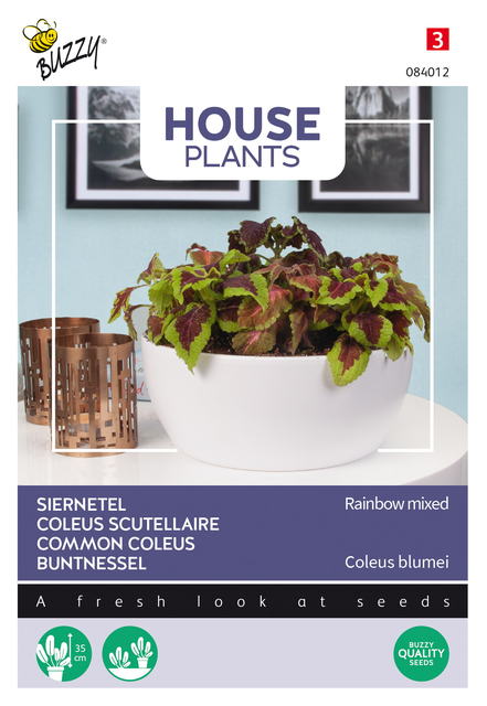 Buzzy® House Plants Coleus, Siernetel Rainbow mix - afbeelding 1