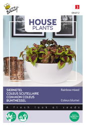 Buzzy® House Plants Coleus, Siernetel Rainbow mix - afbeelding 2