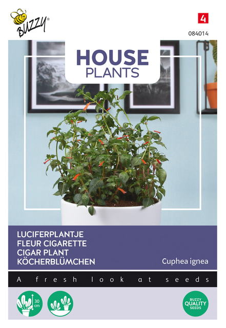 Buzzy® House Plants Cuphea, Luciferplantje - afbeelding 1