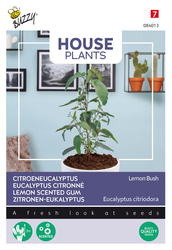 Buzzy® House Plants Eucalypthus, Lemon Bush - afbeelding 1