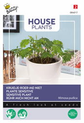 Buzzy® House Plants Mimosa pudica, Kruidje roer me niet - afbeelding 2