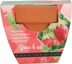 Buzzy Kweekset groeicadeau aardbei