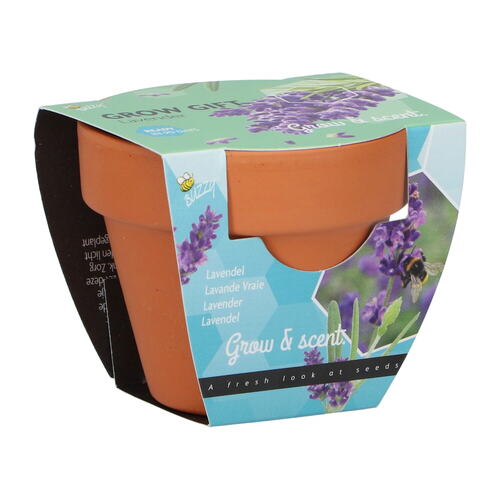 Buzzy Kweekset groeicadeau lavendel