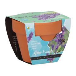 Buzzy Kweekset groeicadeau lavendel