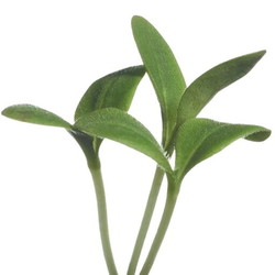 Buzzy® Microgreens, Borage (komkommerkruid) - afbeelding 3