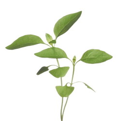 Buzzy® Microgreens, Citroenbasilicum - afbeelding 2