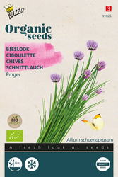 Buzzy® Organic Bieslook Prager (BIO) - afbeelding 2