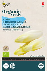 Buzzy® Organic Witlof Hollandse Middelvroeg  (BIO) - afbeelding 1