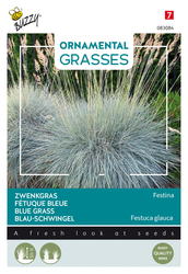 Buzzy® Ornamental Grasses, Zwenkgras 'Festina' - afbeelding 1