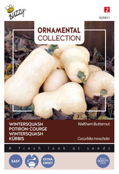 Buzzy® Ornamental Wintersquash Waltham Butternut - afbeelding 1