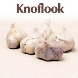 Buzzy  Plantknoflook Blanke Reuzen 5 stuks - afbeelding 2