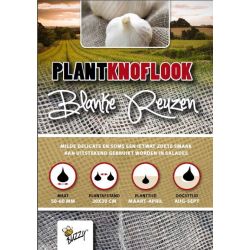 Buzzy  Plantknoflook Blanke Reuzen 5 stuks