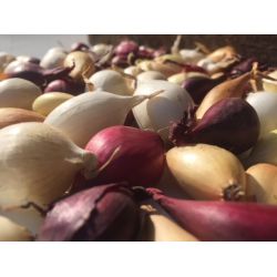 Buzzy  Plantui gemengd, rode, gele en witte uien, 250g - afbeelding 2