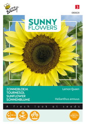 Buzzy® Sunny Flowers, Zonnebloem Lemon Queen - afbeelding 1