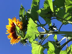 Buzzy® Sunny Flowers, Zonnebloem Ring of Fire - afbeelding 3