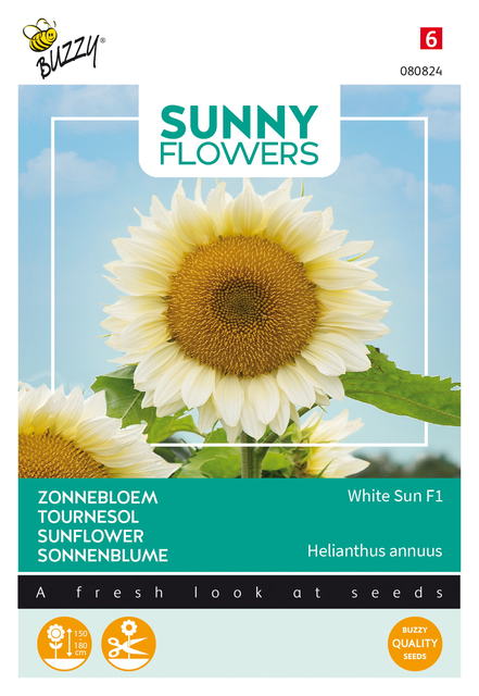 Buzzy® Sunny Flowers, Zonnebloem White Sun F1 - afbeelding 1