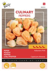 Buzzy Zaden culinary peppers habanero pi.