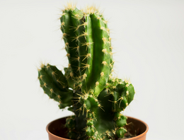 Cactussen