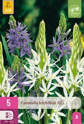 Camassia caerulea mix 5st - afbeelding 2