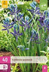 Camassia quamash 40st - afbeelding 2